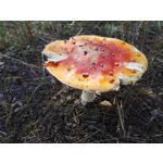 Zdjęcia użytkowników Honor 7