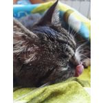 Zdjęcia użytkowników Honor 7