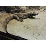 Zdjęcia użytkowników Honor 7