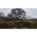 Zdjęcia użytkowników Honor 7