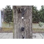 Zdjęcia użytkowników Honor 7