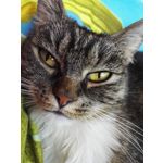 Zdjęcia użytkowników Honor 7