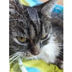 Zdjęcia użytkowników Honor 7