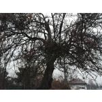 Zdjęcia użytkowników Honor 7