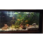 Zdjęcia użytkowników Honor 7