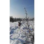 Zdjęcia użytkowników Honor 7