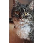 Zdjęcia użytkowników Honor 7