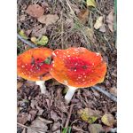 Zdjęcia użytkowników Honor 70