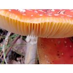 Zdjęcia użytkowników Honor 70