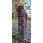 Zdjęcia użytkowników Honor 70