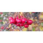 ZDJĘCIA Z TEGO TELEFONU