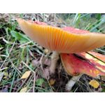 Zdjęcia użytkowników Honor 70