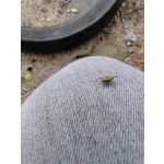 Zdjęcia użytkowników Honor 70