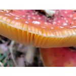 Zdjęcia użytkowników Honor 70