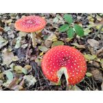 Zdjęcia użytkowników Honor 70