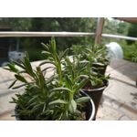 ZDJĘCIA Z TEGO TELEFONU