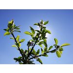 Zdjęcia użytkowników Honor 8 Pro