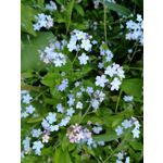 Zdjęcia użytkowników Honor 8 Pro