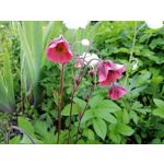 Zdjęcia użytkowników Honor 8 Pro