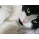 Zdjęcia użytkowników Honor 8 Pro