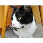 Zdjęcia użytkowników Honor 8 Pro