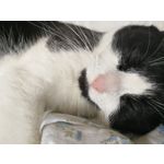 Zdjęcia użytkowników Honor 8 Pro