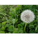 Zdjęcia użytkowników Honor 8 Pro