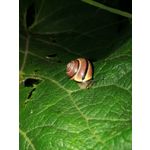 ZDJĘCIA Z TEGO TELEFONU