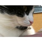 Zdjęcia użytkowników Honor 8 Dual SIM