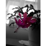 Zdjęcia użytkowników Honor 8 Dual SIM
