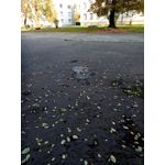 ZDJĘCIA Z TEGO TELEFONU
