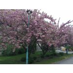 Zdjęcia użytkowników Honor 8X Zdjęcia użytkowników Honor 8X