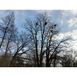 Zdjęcia użytkowników Honor 9 Lite Zdjęcia użytkowników Honor 9 Lite