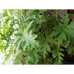 Zdjęcia użytkowników Honor 9 Lite Zdjęcia użytkowników Honor 9 Lite