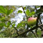 Zdjęcia użytkowników Honor 9 Dual SIM Zdjęcia użytkowników Honor 9 Dual SIM