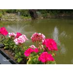 Zdjęcia użytkowników Honor 9 Dual SIM Zdjęcia użytkowników Honor 9 Dual SIM