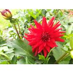 Zdjęcia użytkowników Honor 9 Dual SIM Zdjęcia użytkowników Honor 9 Dual SIM