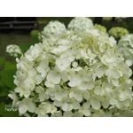 Zdjęcia użytkowników Honor 9 Dual SIM Zdjęcia użytkowników Honor 9 Dual SIM