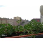 Zdjęcia użytkowników Honor 9 Dual SIM Zdjęcia użytkowników Honor 9 Dual SIM