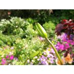 Zdjęcia użytkowników Honor 9 Dual SIM Zdjęcia użytkowników Honor 9 Dual SIM