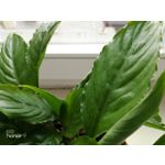 Zdjęcia użytkowników Honor 9 Dual SIM Zdjęcia użytkowników Honor 9 Dual SIM