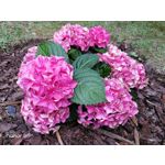 Zdjęcia użytkowników Honor 9 Dual SIM Zdjęcia użytkowników Honor 9 Dual SIM