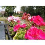 Zdjęcia użytkowników Honor 9 Dual SIM Zdjęcia użytkowników Honor 9 Dual SIM