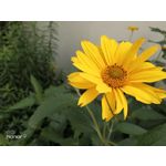 Zdjęcia użytkowników Honor 9 Dual SIM Zdjęcia użytkowników Honor 9 Dual SIM