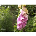 Zdjęcia użytkowników Honor 9 Dual SIM Zdjęcia użytkowników Honor 9 Dual SIM