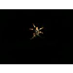 Zdjęcia użytkowników Honor 9 Dual SIM Zdjęcia użytkowników Honor 9 Dual SIM