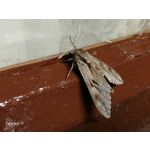 Zdjęcia użytkowników Honor 9 Dual SIM Zdjęcia użytkowników Honor 9 Dual SIM