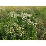 Zdjęcia użytkowników Honor 9 Dual SIM Zdjęcia użytkowników Honor 9 Dual SIM