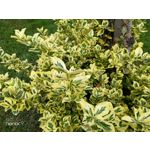 Zdjęcia użytkowników Honor 9 Dual SIM Zdjęcia użytkowników Honor 9 Dual SIM