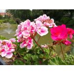 Zdjęcia użytkowników Honor 9 Dual SIM Zdjęcia użytkowników Honor 9 Dual SIM